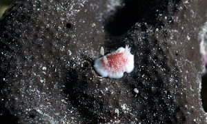 Raja Ampat 2019 - DSC08096_rc - Nudibranch undescribed